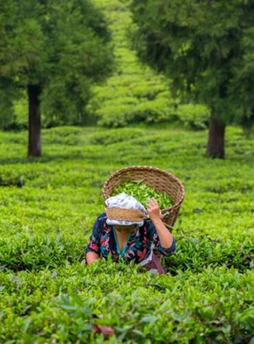 Tea Garden